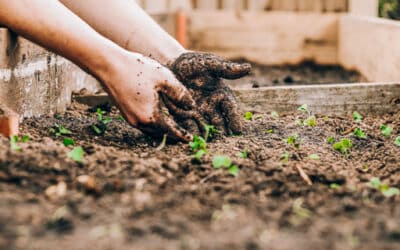 Tips to Starting Your Own Vegetable Garden
